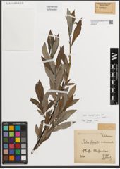 Foto von Salix L.
